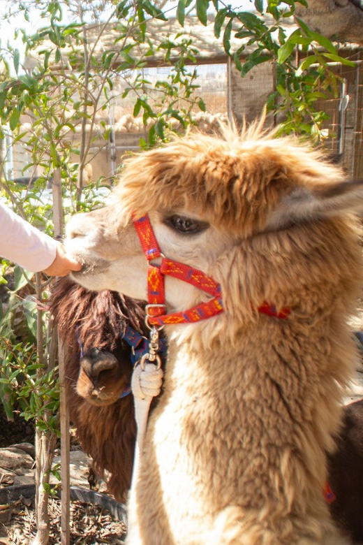 Gozo Alpaca Walks : with feeding and farm visit - A 30 to 45 Minute Walk Through Gozo Countryside