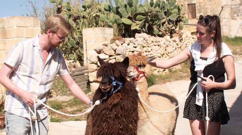 Gozo Alpaca Walks : with feeding and farm visit - What the $71 Price Gets You