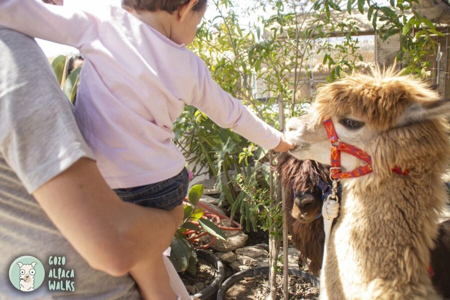 Gozo Alpaca Walks : with feeding and farm visit - The Small Group Feel