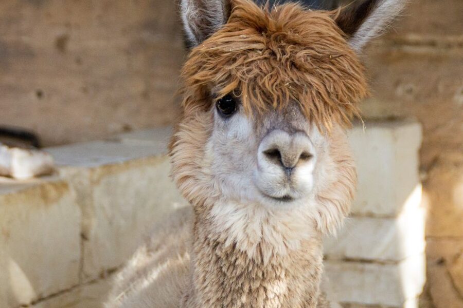 Gozo Alpaca Walks : with feeding and farm visit - Practical Details That Matter