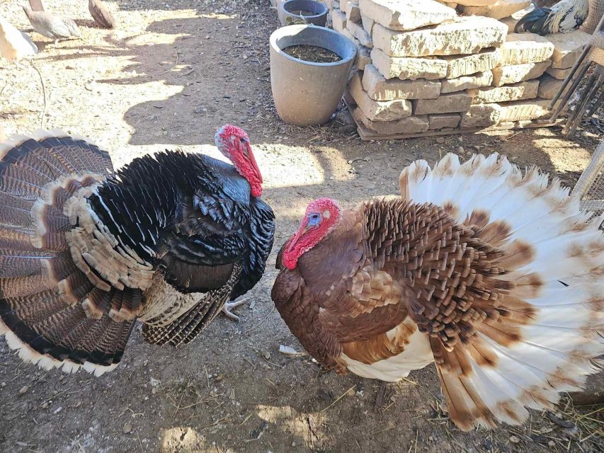 Gozo Alpaca Walks : with feeding and farm visit - A Friendly, Personal Farm Visit