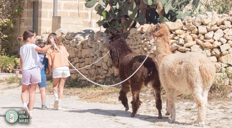 Gozo Alpaca Walks : with feeding and farm visit - Should You Book the Gozo Alpaca Walk?