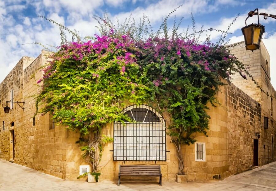 Malta: Mdina, Dingli Cliffs and San Anton Botanical Gardens - San Anton Gardens: palms, ponds, and peacocks