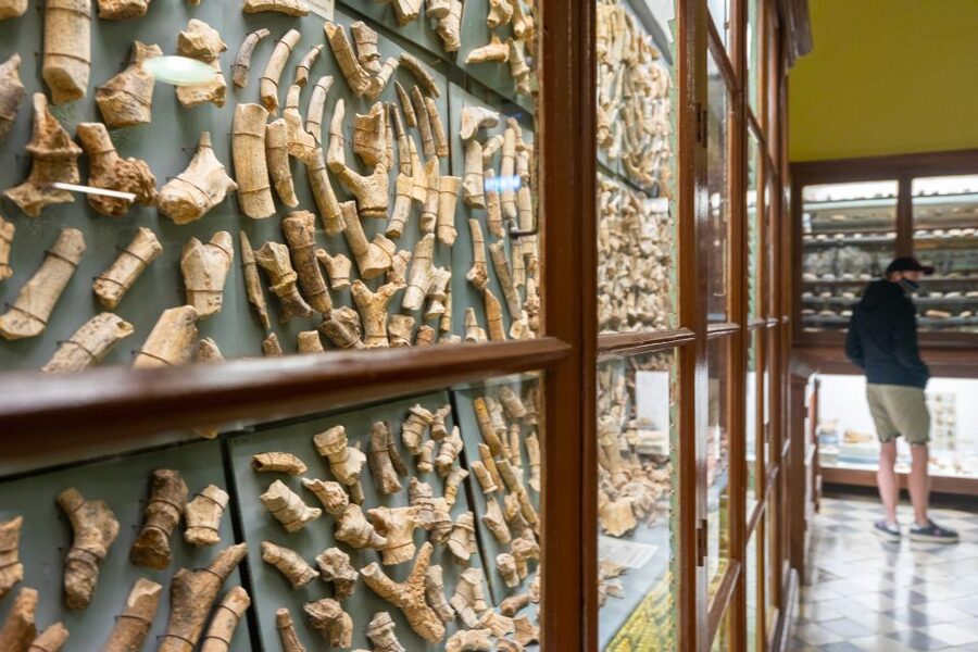 Prehistoric Temples of Malta Tour - Malta’s prehistoric temples in one half-day