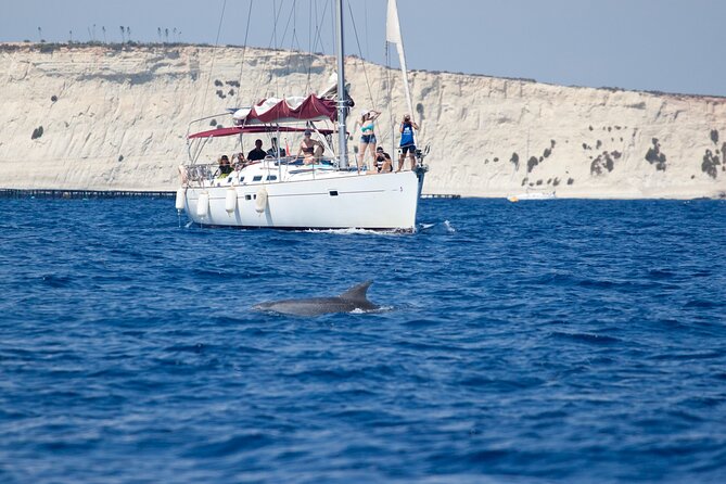 Private Marine Life Spotting - Dolphin watching EcoMarine Malta - A research-minded way to watch dolphins in Malta
