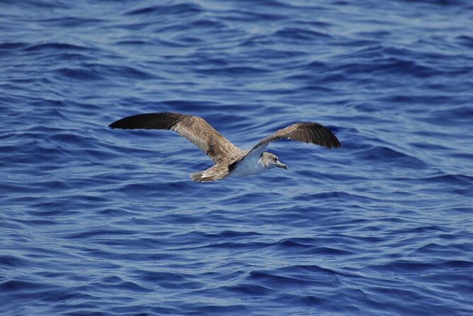 Private Marine Life Spotting - Dolphin watching EcoMarine Malta - Weather, cancellations, and the fine print