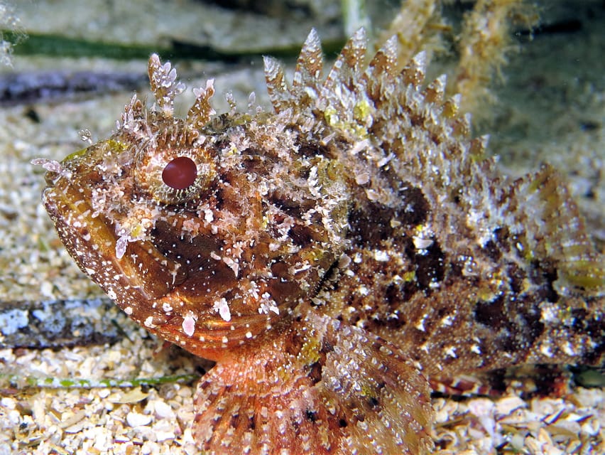 SSI Try Scuba Diving in the sea - What happens at 3 p.m. at Octopus Garden