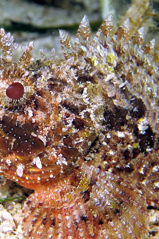 SSI Try Scuba Diving in the sea - Is $58 a fair price?