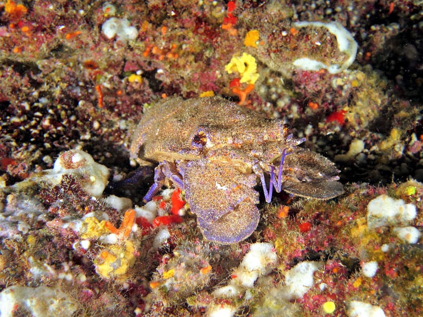 SSI Try Scuba Diving in the sea - Who will enjoy this experience most?