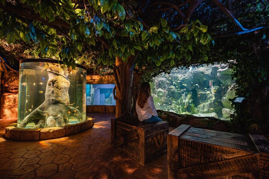 St Paul's Bay: Malta National Aquarium Entry Ticket - Jellyfish, Reptiles, Frogs, and Insects