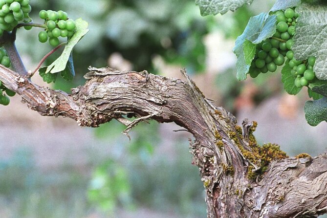The Taste of Malta Artisan Wine Pairing - What the 75 Minutes Are Likely to Feel Like
