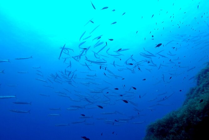 Two Morning Dives in Gozo for Certified Diver - Who will enjoy this Gozo morning most